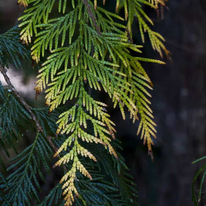 healing-medicines-and-plants-callout