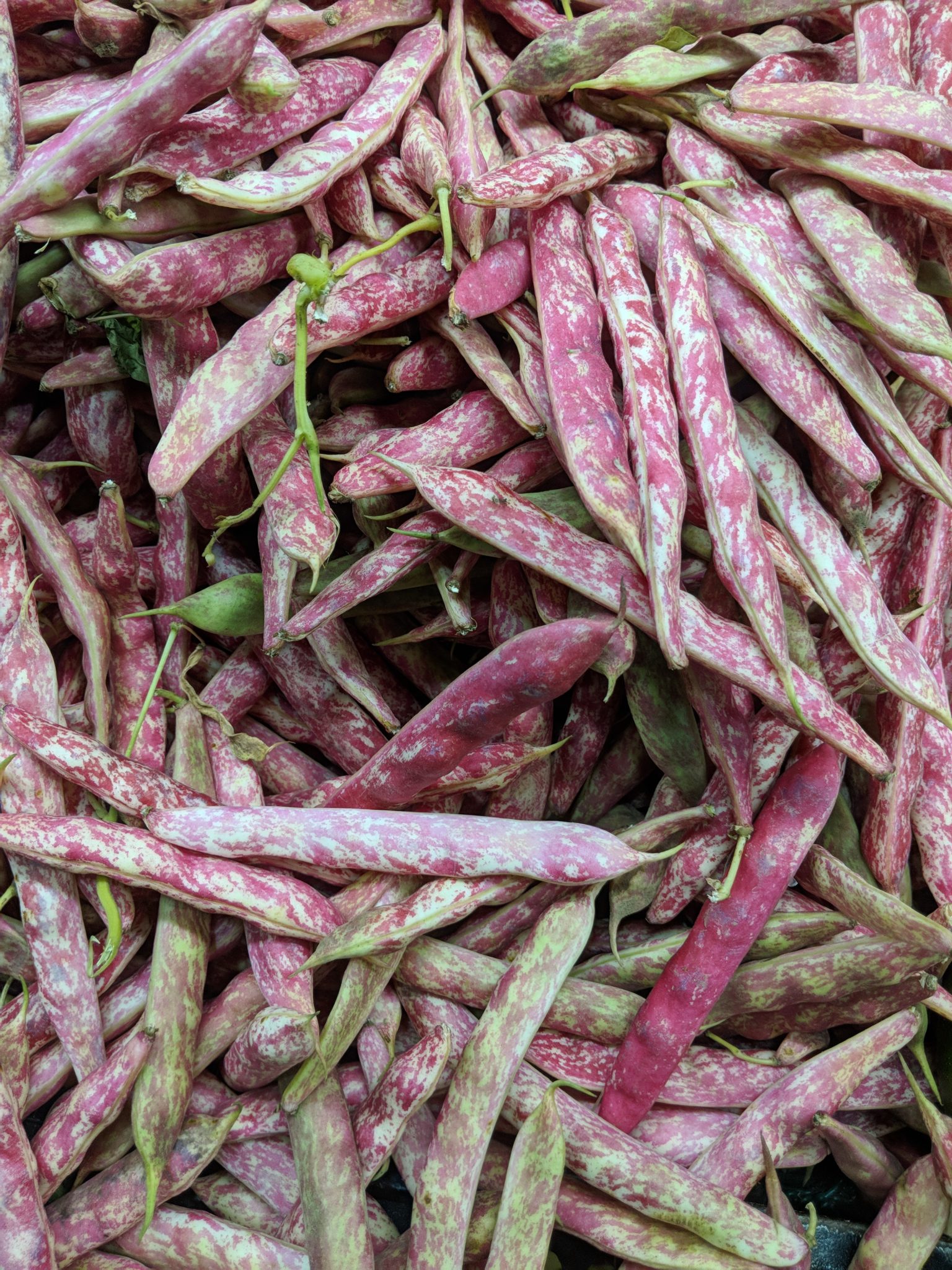 beans